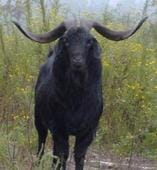 Legendary kiko goat